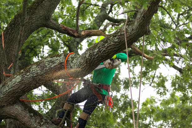 Trusted Sandia Heights, NM Tree Services Experts