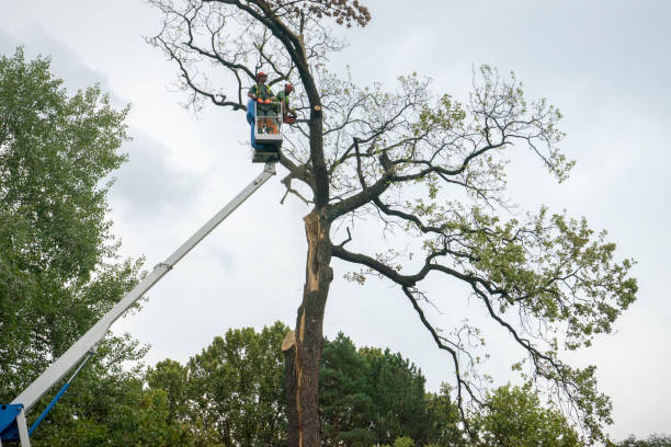 Seasonal Cleanup in Sandia Heights, NM